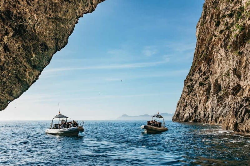 Alcudia or Can Picafort: Dolphin-Watching Cruise - Watching dolphins in their natural setting