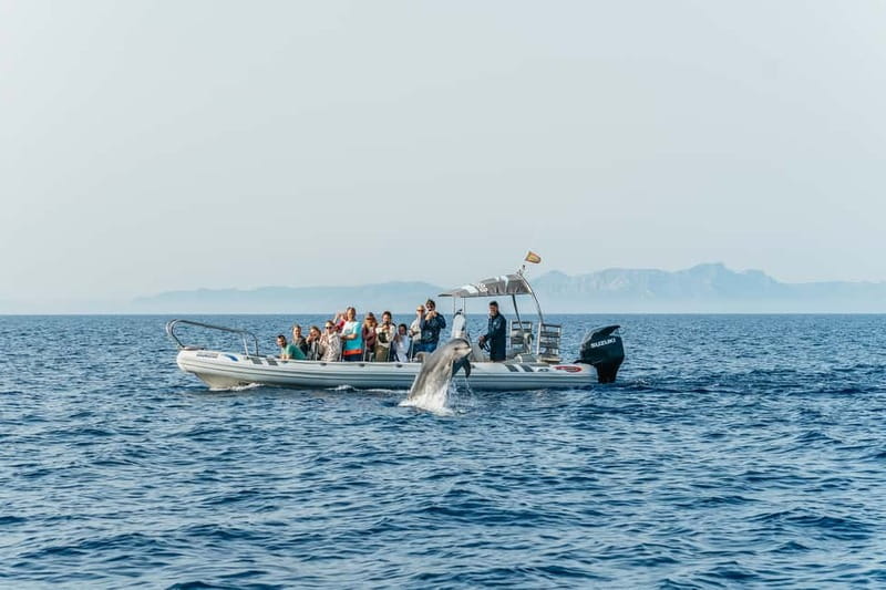Alcudia or Can Picafort: Dolphin-Watching Cruise - Is the $100 price good value?