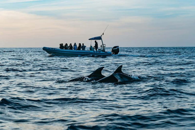Alcudia or Can Picafort: Dolphin-Watching Cruise - The speedboat ride to the dolphins