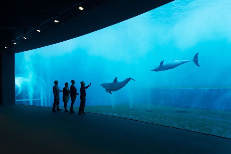 Aquarium of Genoa Ticket and Whale Watching Cruise - Key points to know before booking