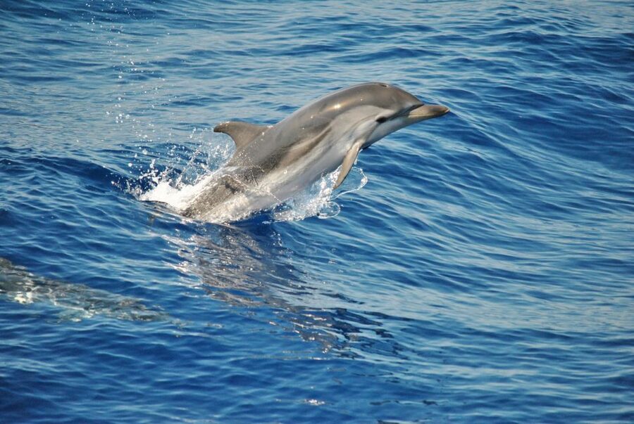 Aquarium of Genoa Ticket and Whale Watching Cruise - Two kinds of sea life in one Genoa day