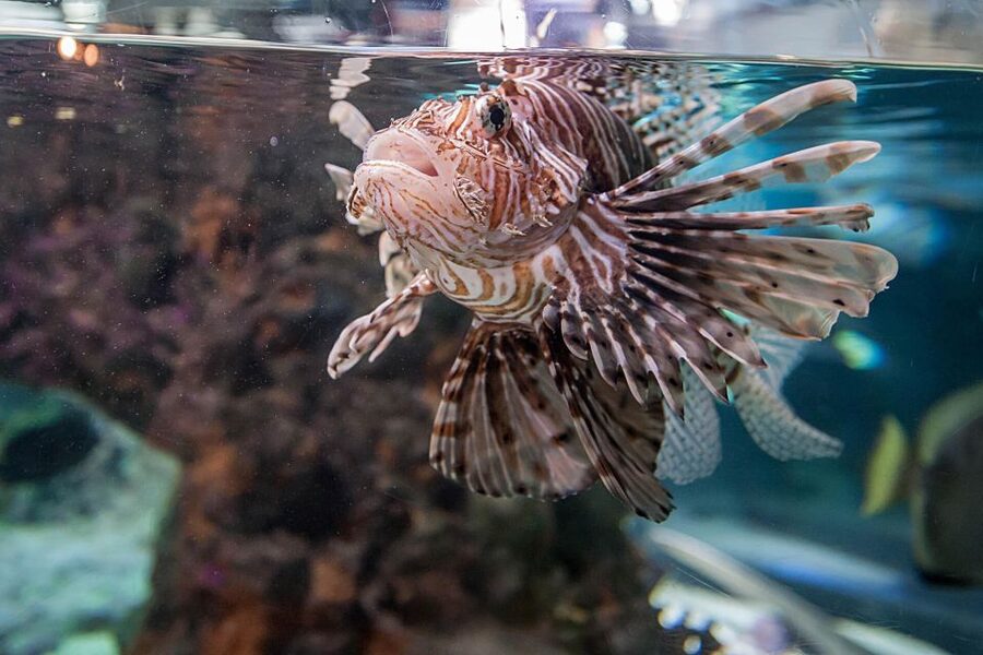 Aquarium of Genoa Ticket and Whale Watching Cruise - The value of the marine biologist