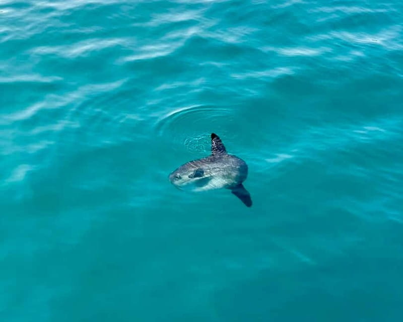 Benalmádena Boat Tour with Snorkeling, Water Slide and Lunch - Pickup Around Torremolinos and Benalmádena