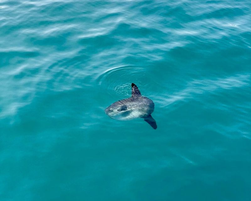 Benalmádena Boat Tour with Snorkeling, Water Slide and Lunch - What the Sea Conditions Can Change