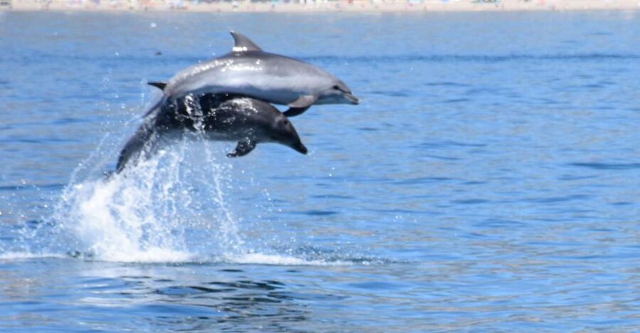 Benalmadena: Dolphin Watching Boat Tour - Underwater windows and the best places to sit