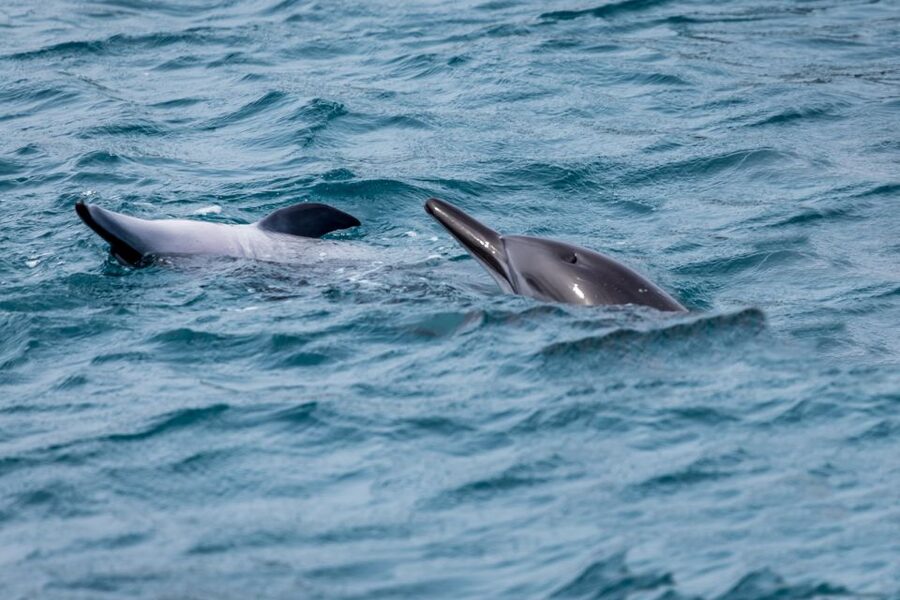 Benalmadena: Dolphin Watching Boat Tour - Comfort, seasickness, and practical details