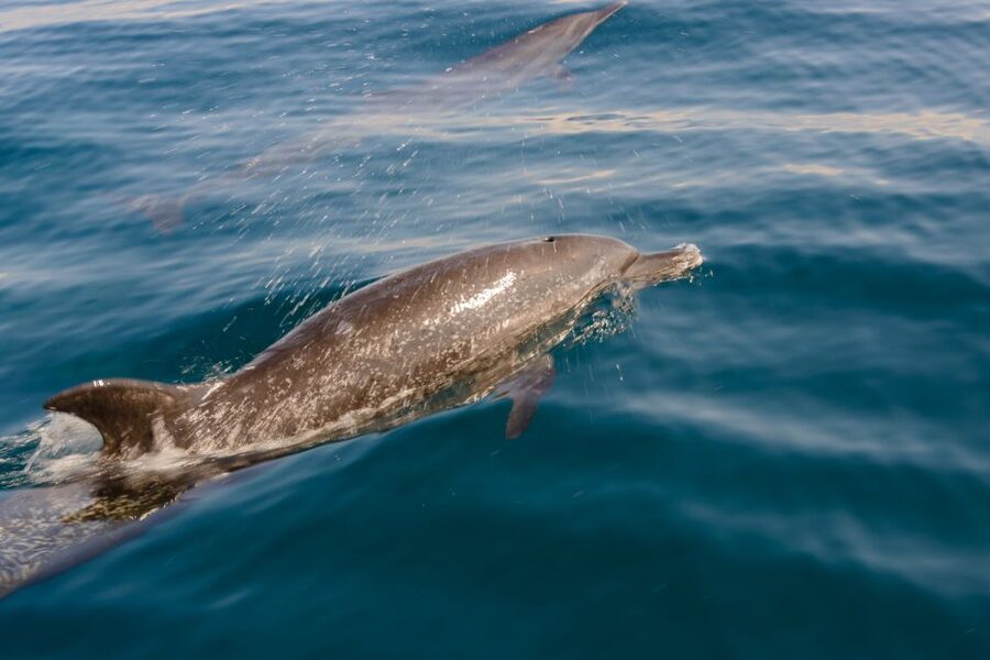 Benalmadena: Dolphin Watching Boat Tour - Who will enjoy this most?
