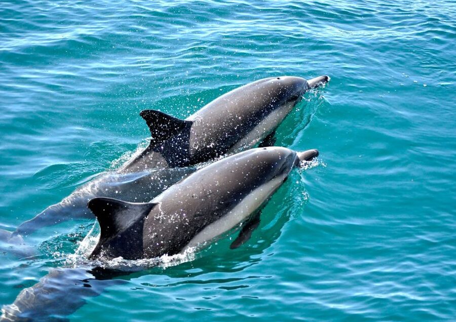 Benalmadena: Private Boat Trip – Dolphins, Drinks & Snacks - What the crew adds to the day