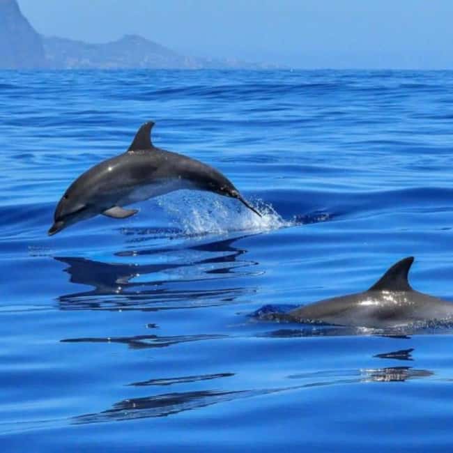 Benalmádena: Sailing & Dolphin Watching with Snacks/Drinks - Leaving Benalmádena on a compact catamaran