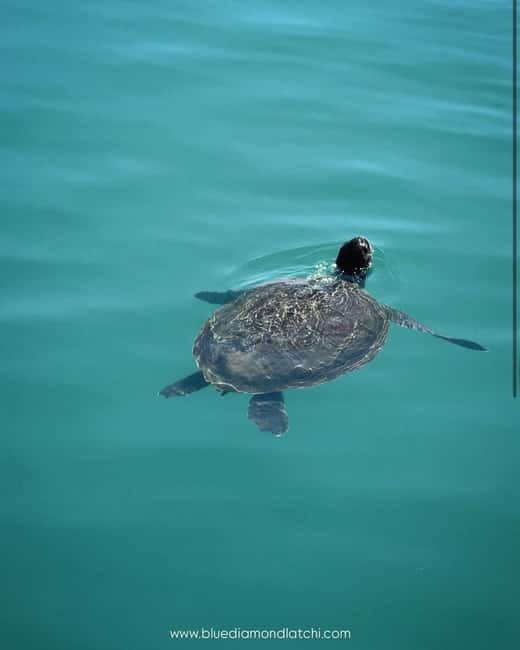 Blue Lagoon Cruise: Waterslide Adventure from Latchi Harbour - Starting at Latchi Harbour beside the Marine Police