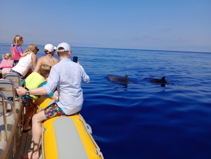 Can Picafort: Dolphin Watching Boat Tour, Swimming stop - Key points to know before you book