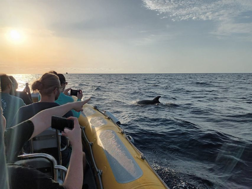 Can Picafort: Dolphin Watching Boat Tour, Swimming stop - The ride, comfort, and practical drawbacks