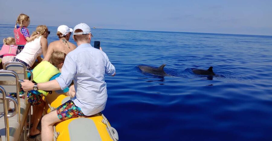 Can Picafort: Dolphin Watching Boat Tour, Swimming stop - Searching for dolphins offshore