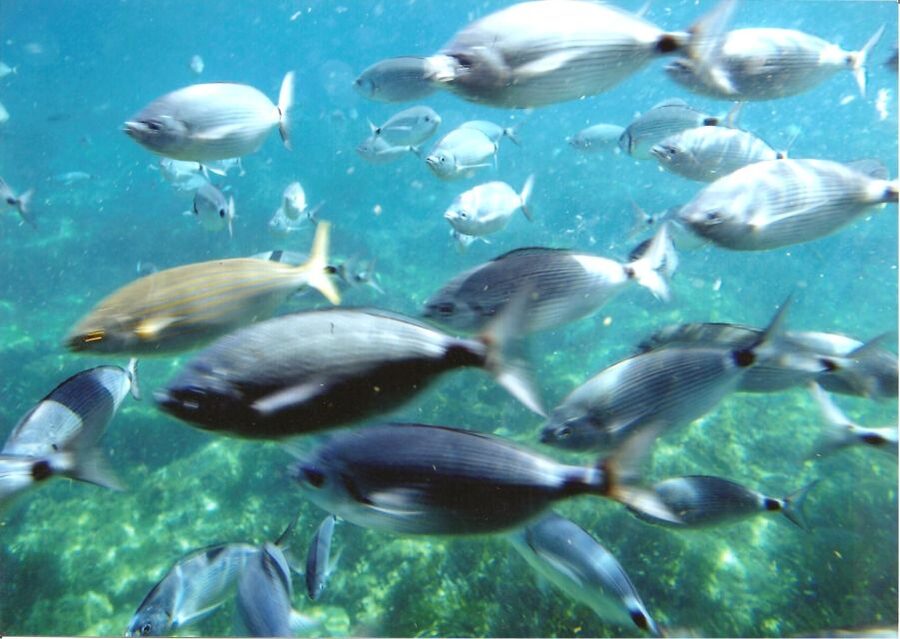 Cap Norfeu: Costa Brava Catamaran Trip with Underwater Views - Cap Norfeu and the protected coast