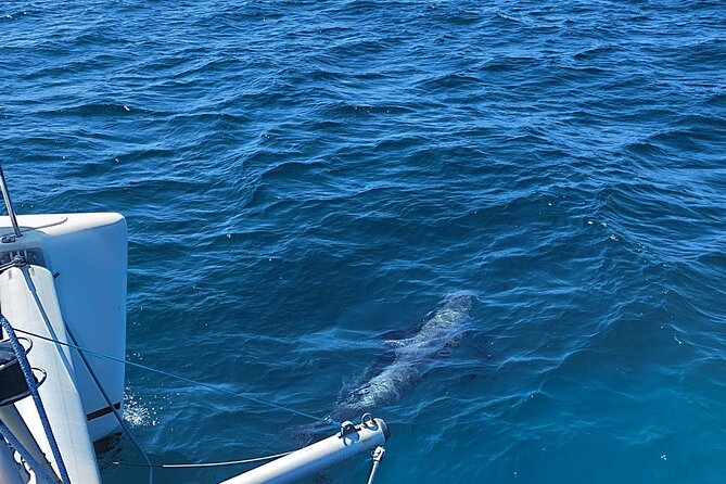 Dolphin trips on a catamaran - A relaxed atmosphere for families and couples