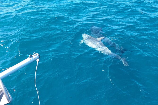 Dolphin trips on a catamaran - What the crew adds to the experience
