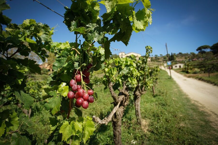 From Barcelona: Sailing and Wine Tasting Experience - Walking Through a 14th-Century Winery