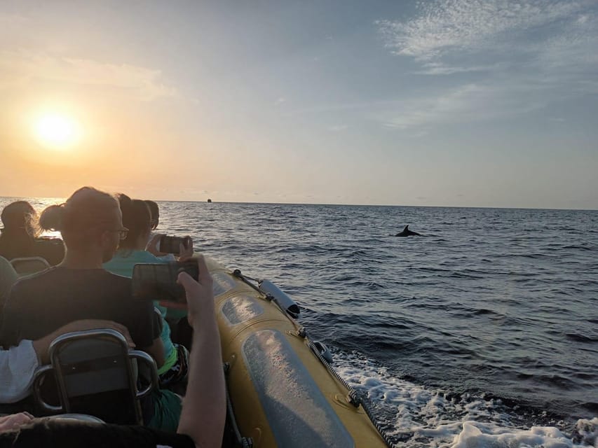 From Can Picafort: Dolphin Watching and Cave Boat Trip - Is $82 a good value?