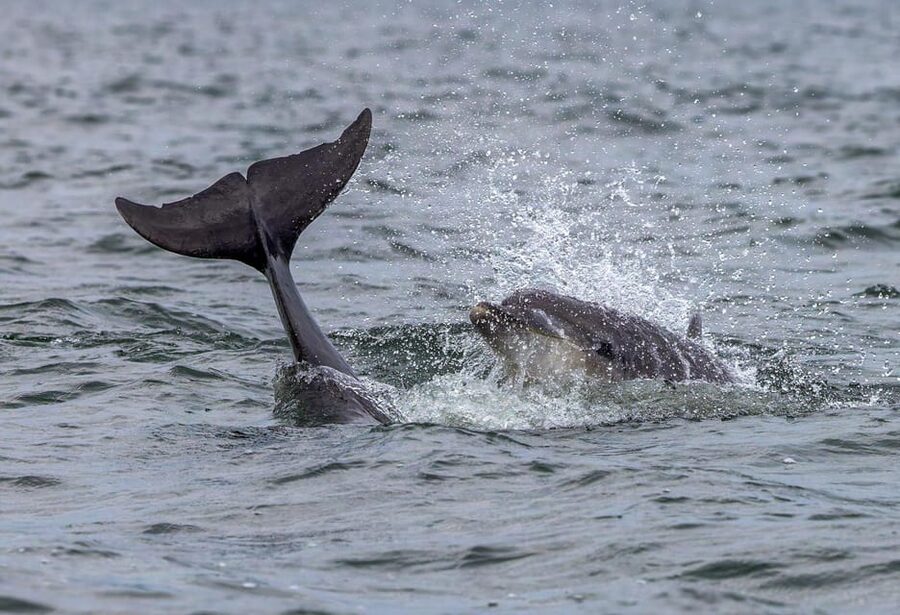 From Can Picafort: Dolphin Watching and Cave Boat Trip - Cap de Pinar, caves, and cliff views
