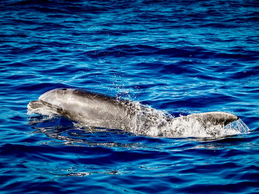 From Can Picafort: Dolphin Watching and Cave Boat Trip - What is included and what should you bring?