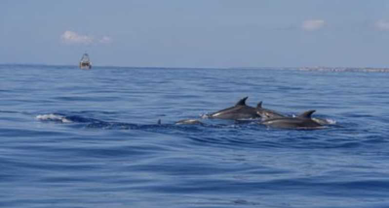 From Can Picafort: Dolphin Watching and Cave Boat Trip - Sunrise over the north coast