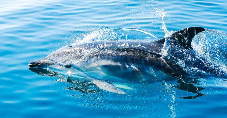 From Malaga: Day trip to Gibraltar and Dolphin Boat Tour - The 90-minute dolphin boat trip