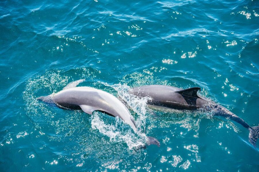 From Malaga: Day trip to Gibraltar and Dolphin Boat Tour - Food, shopping, and the British touch