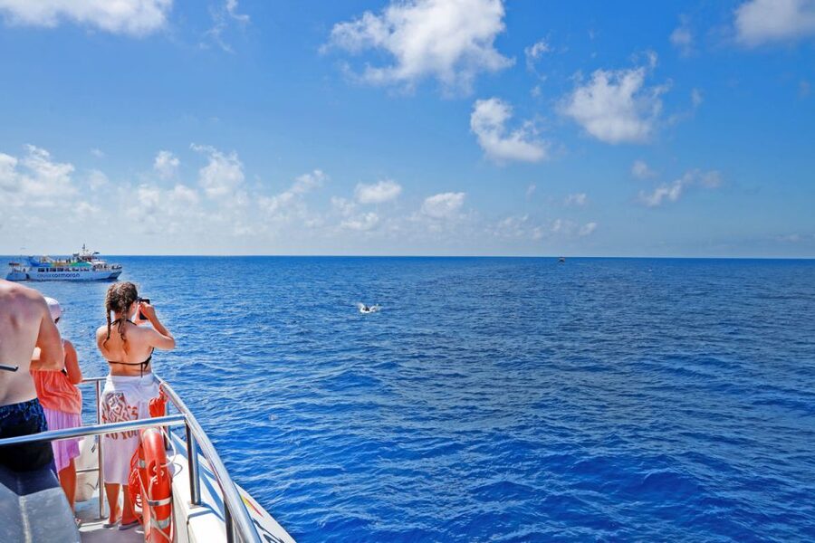 From Paguera: Dolphin Watching Cruise in a Glass-Bottom Boat - Dolphins are the real reason to go