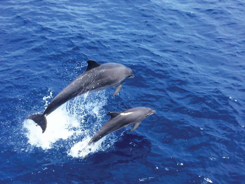 From Paguera: Dolphin Watching Cruise in a Glass-Bottom Boat - From Playa Tora into the open sea