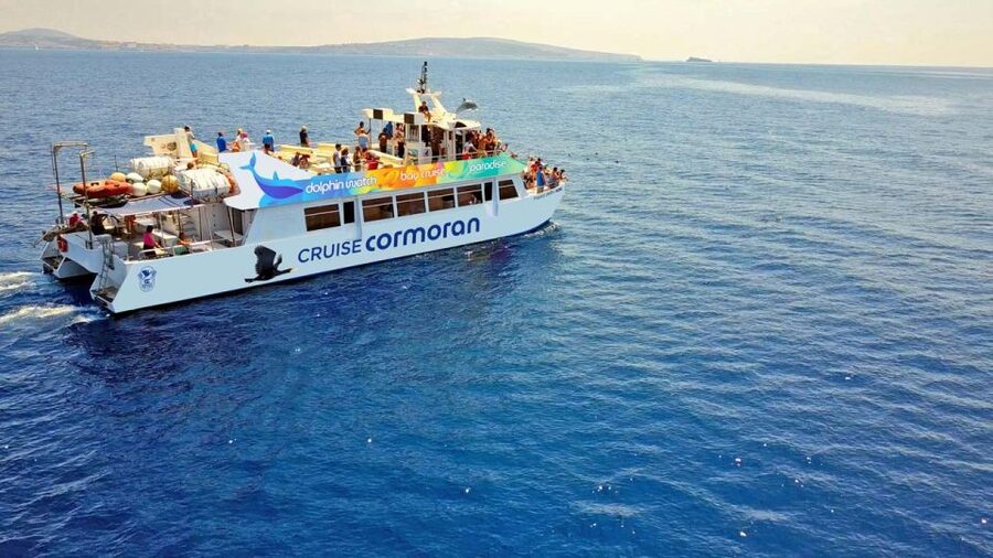 From Paguera: Dolphin Watching Cruise in a Glass-Bottom Boat - What the dolphin encounter feels like
