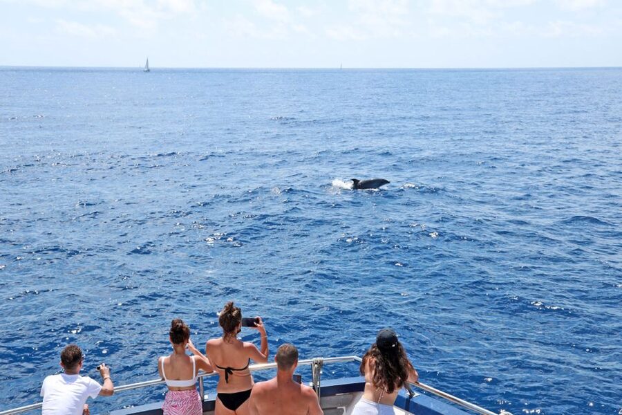 From Paguera: Dolphin Watching Cruise in a Glass-Bottom Boat - Choosing between 1.5 hours and 2.5 hours