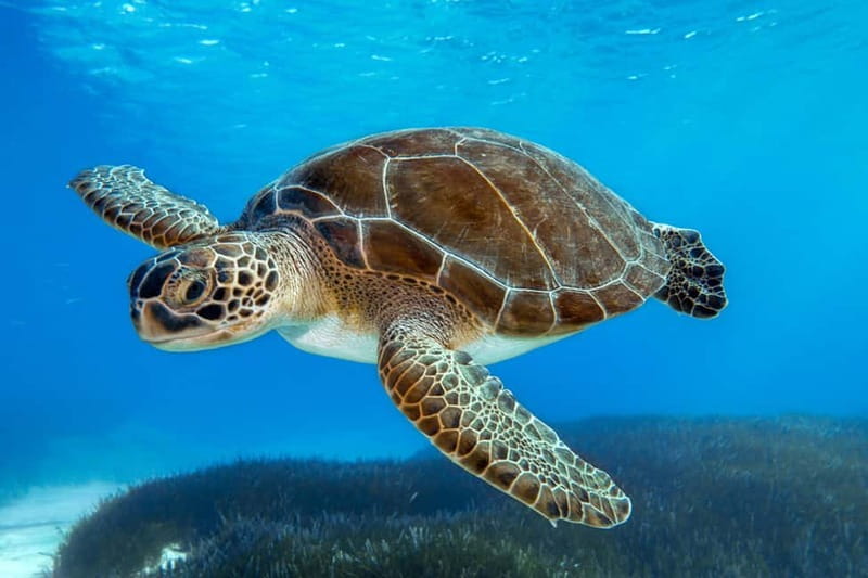 From Protaras: Cruise to Blue Lagoon, Turtle Cove & Sea Cave - Famagusta from the water