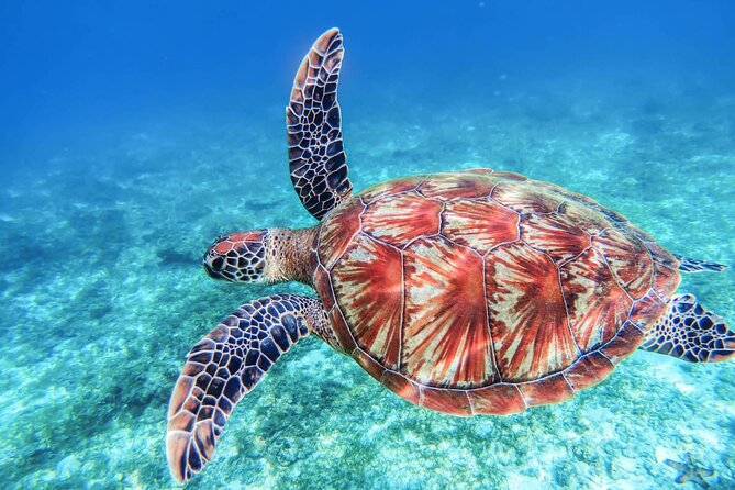 From Protaras: Turtle Cove & Blue Lagoon Cruise - The Blue Lagoon and the second swim