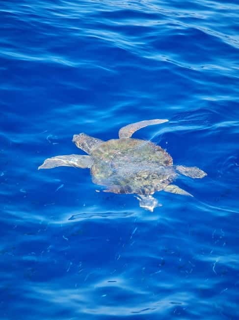 From Sorrento: Capri Boat Tour with Blue Grotto Visit - Who should book this Capri trip?