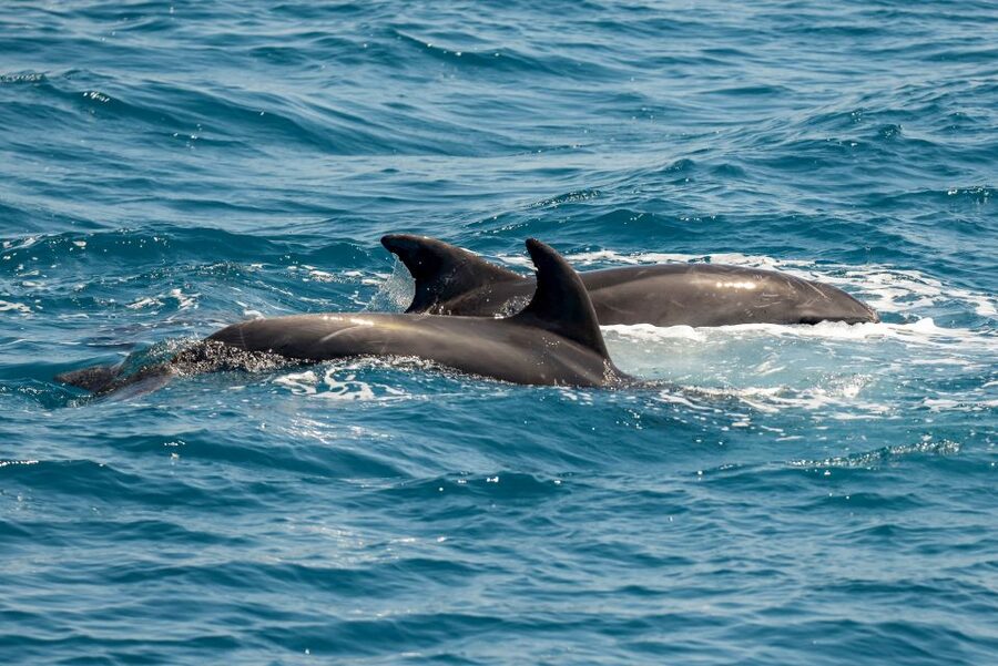 From the Port of Kos: Full Day Boat Cruise to 3 Islands - Dolphin watching near the fish farms