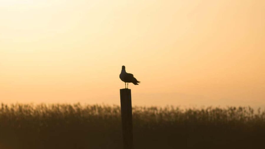 From Valencia: Albufera Natural Park Eco Boat Tour & Sunset - Key points at a glance