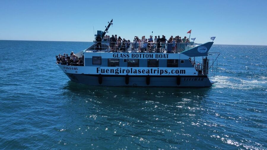 Fuengirola: Catamaran Tour to Spot Dolphins - Watching dolphins without a show-tank performance