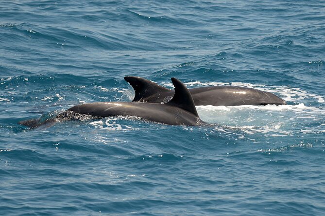 Full Day 3-Island Boat Cruise from Port of Kos - Swimming in the clear water near Plati