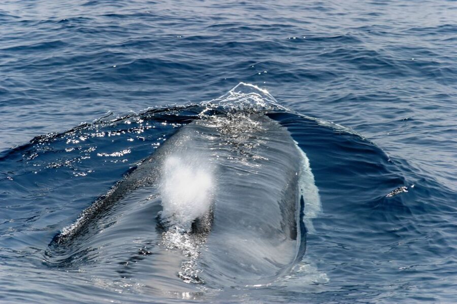 Genoa: Cetacean Watching Cruise with Marine Biologist Guide - Why the Pelagos Sanctuary matters