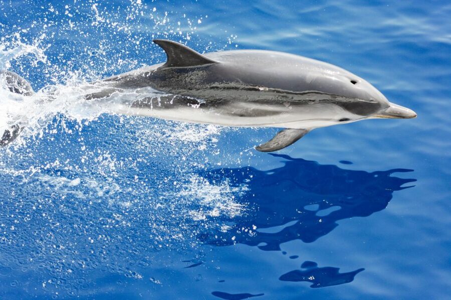 Genoa: Cetacean Watching Cruise with Marine Biologist Guide - Dolphins can provide the most action