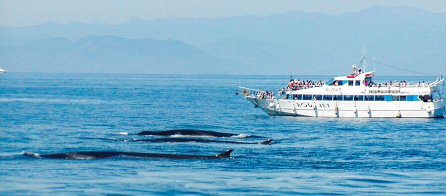 Genoa: Cetacean Watching Cruise with Marine Biologist Guide - Is $53 a fair price?