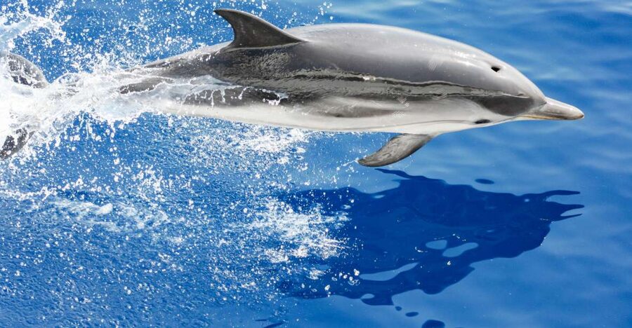 Genoa: Cetacean Watching Cruise with Marine Biologist Guide - The four-and-a-half-hour search at sea