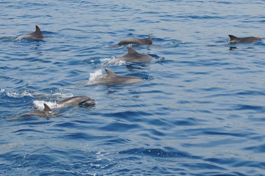 Genoa: Pelagos Sanctuary Whale Watching Cruise - From Genoa Harbor to the Pelagos Sanctuary