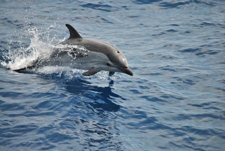 Genoa: Pelagos Sanctuary Whale Watching Cruise - Four Hours of Watching, Waiting, and Sudden Action