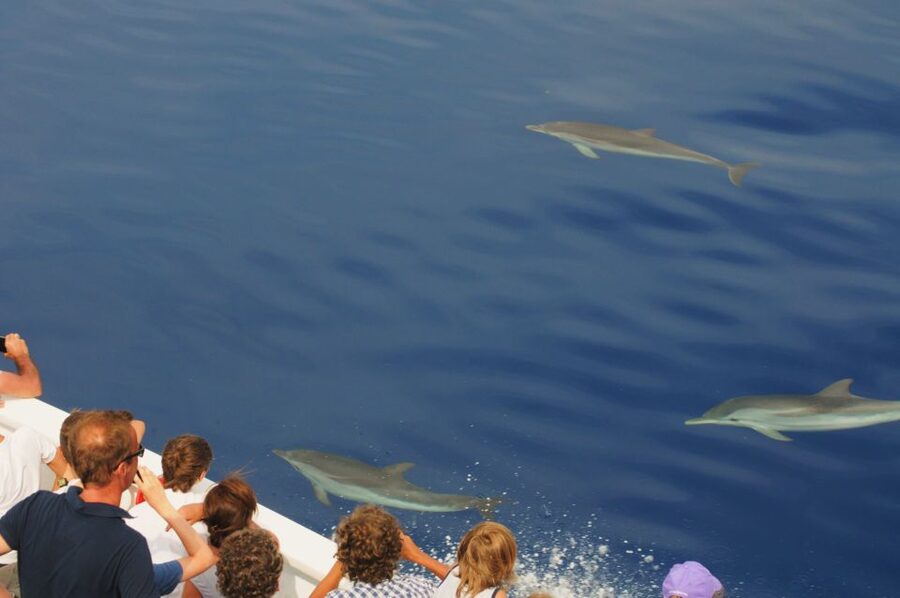 Genoa: Pelagos Sanctuary Whale Watching Cruise - Boat Comfort and the Reality of a Full Group