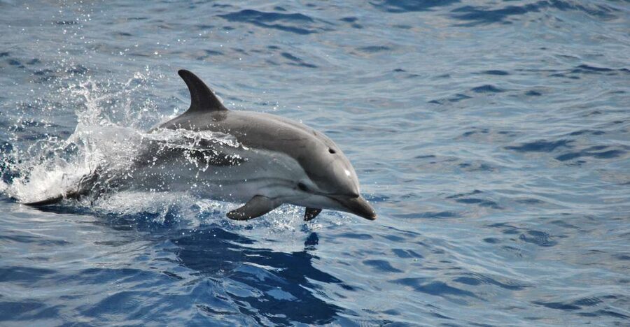 Genoa: Pelagos Sanctuary Whale Watching Cruise - What the Biologist Adds