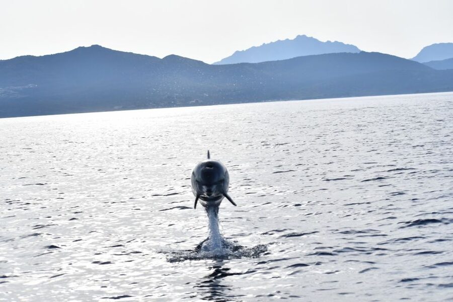 Golfo Aranci: Eco-Friendly Dolphin Watching Boat Trip - Why the Figarolo Dolphin Trip Works