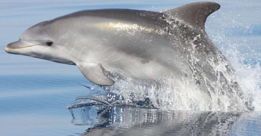 Golfo Aranci: Eco-Friendly Dolphin Watching Boat Trip - Meeting the Crew at Golfo Aranci