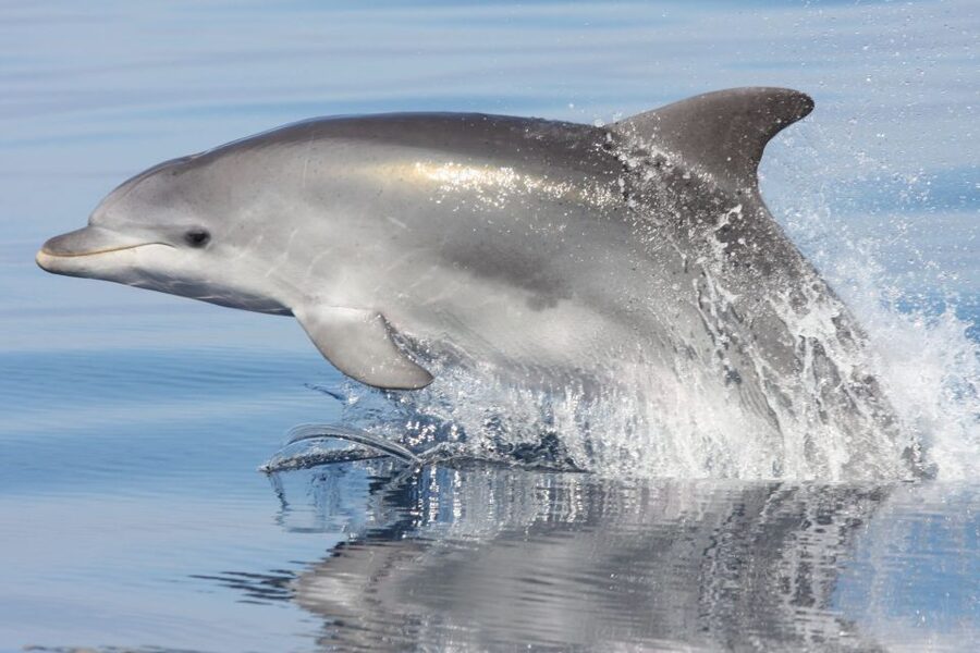 Golfo Aranci: Eco-Friendly Dolphin Watching Boat Trip - Finding the Bottlenose Dolphins