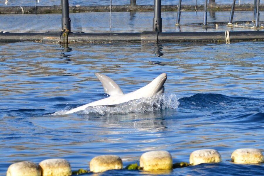 Golfo Aranci: Eco-Friendly Dolphin Watching Boat Trip - Best Time to Choose Your Departure
